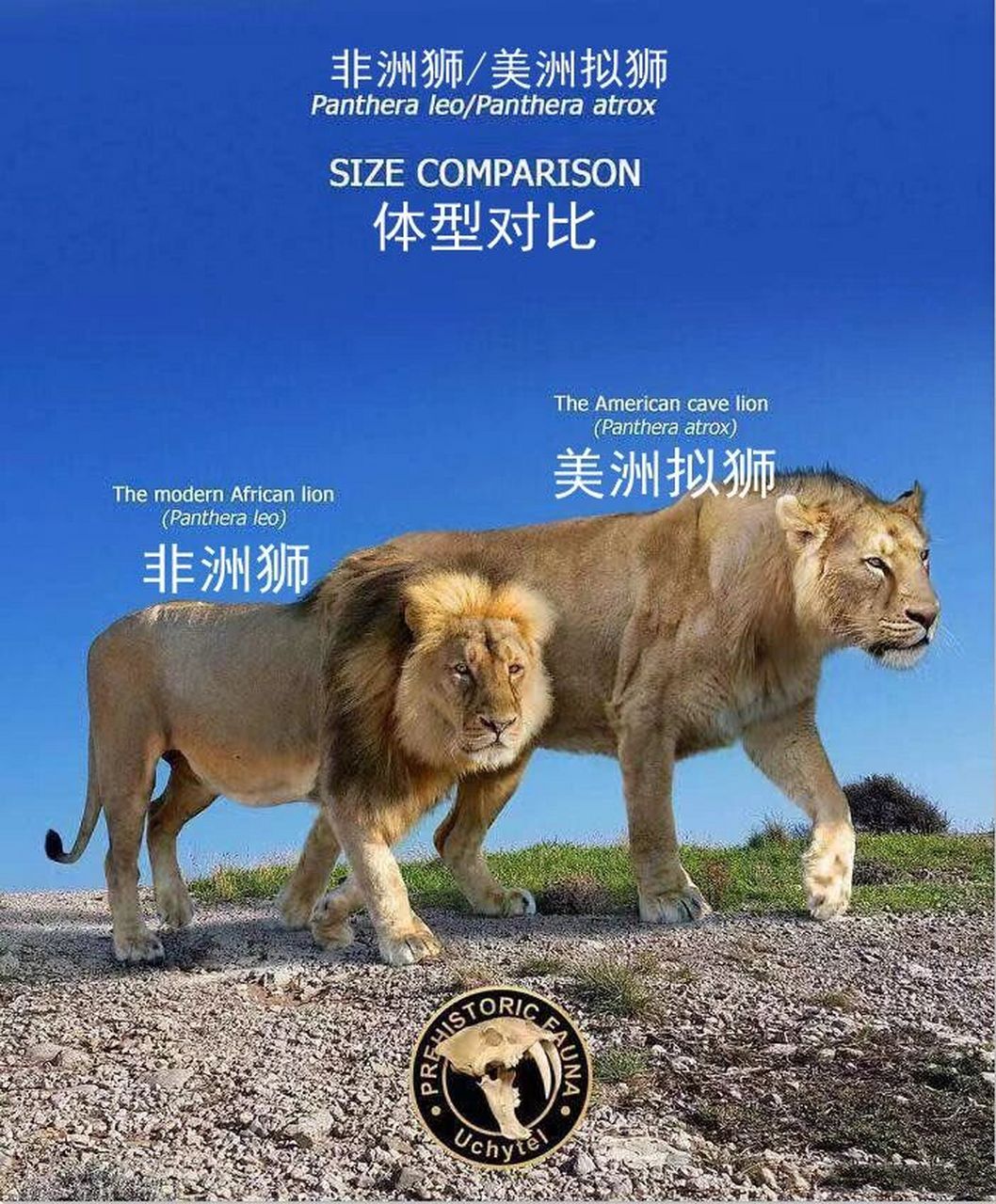 最大的美洲拟狮图片
