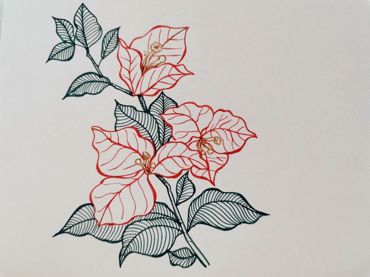 手绘花朵——三角梅(附上步骤图