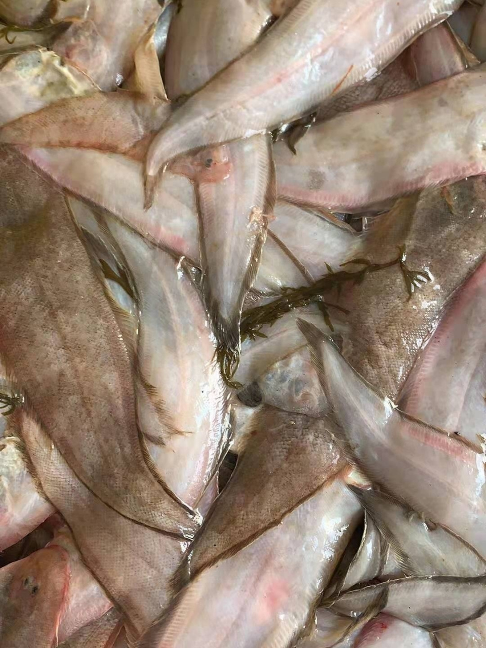 香煎踏板鱼,超级鲜美 踏板鱼也叫扒皮鱼,把头和下巴减掉后,就可以扒皮