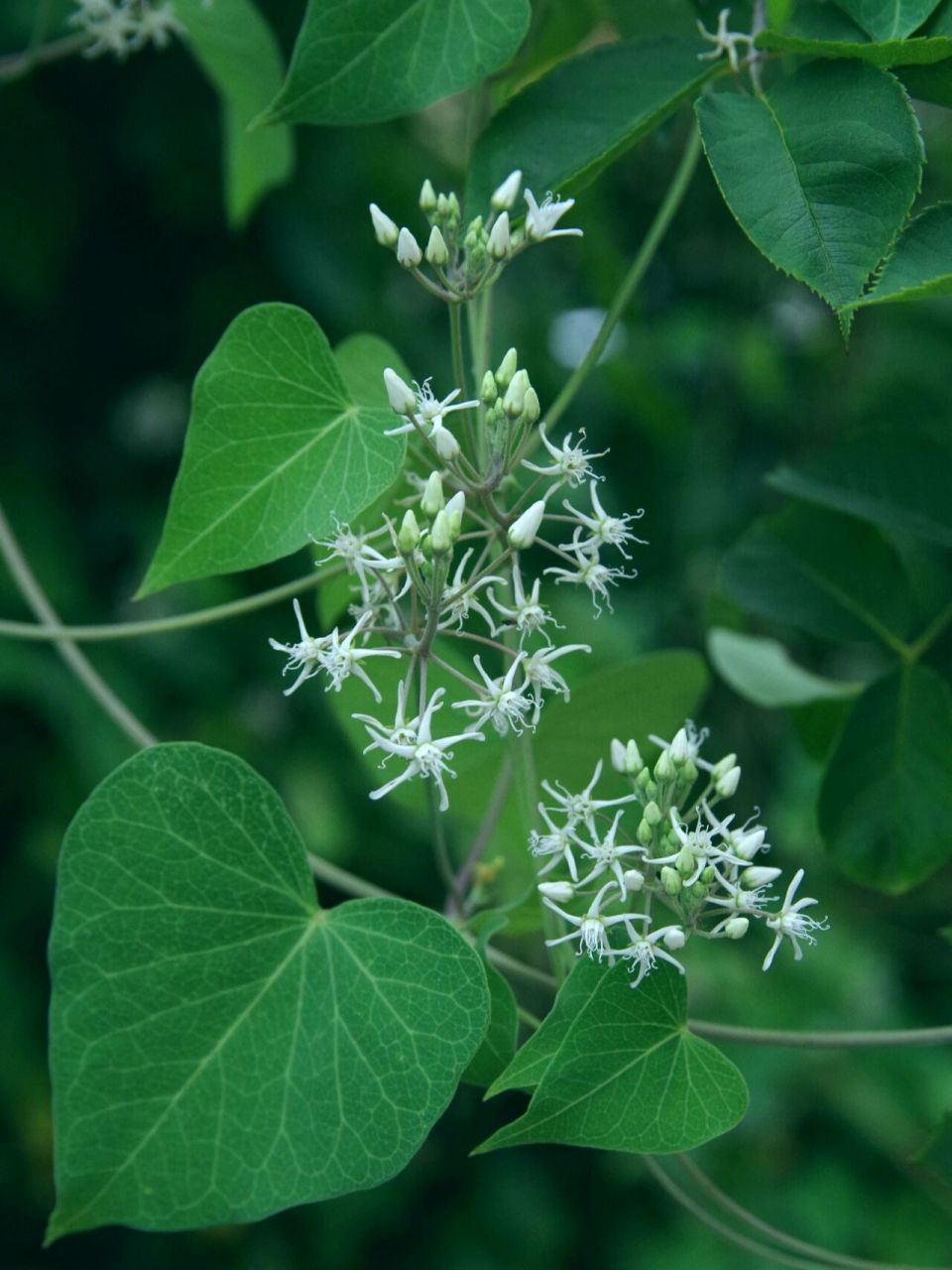 藤蔓植物图片大全图片