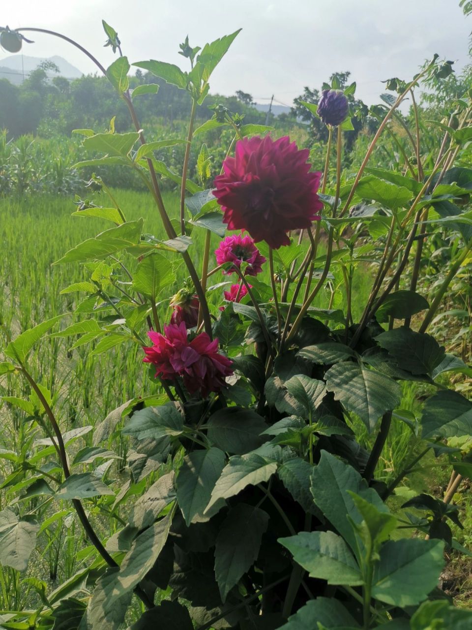 这是天麻花还是芍药花?求证