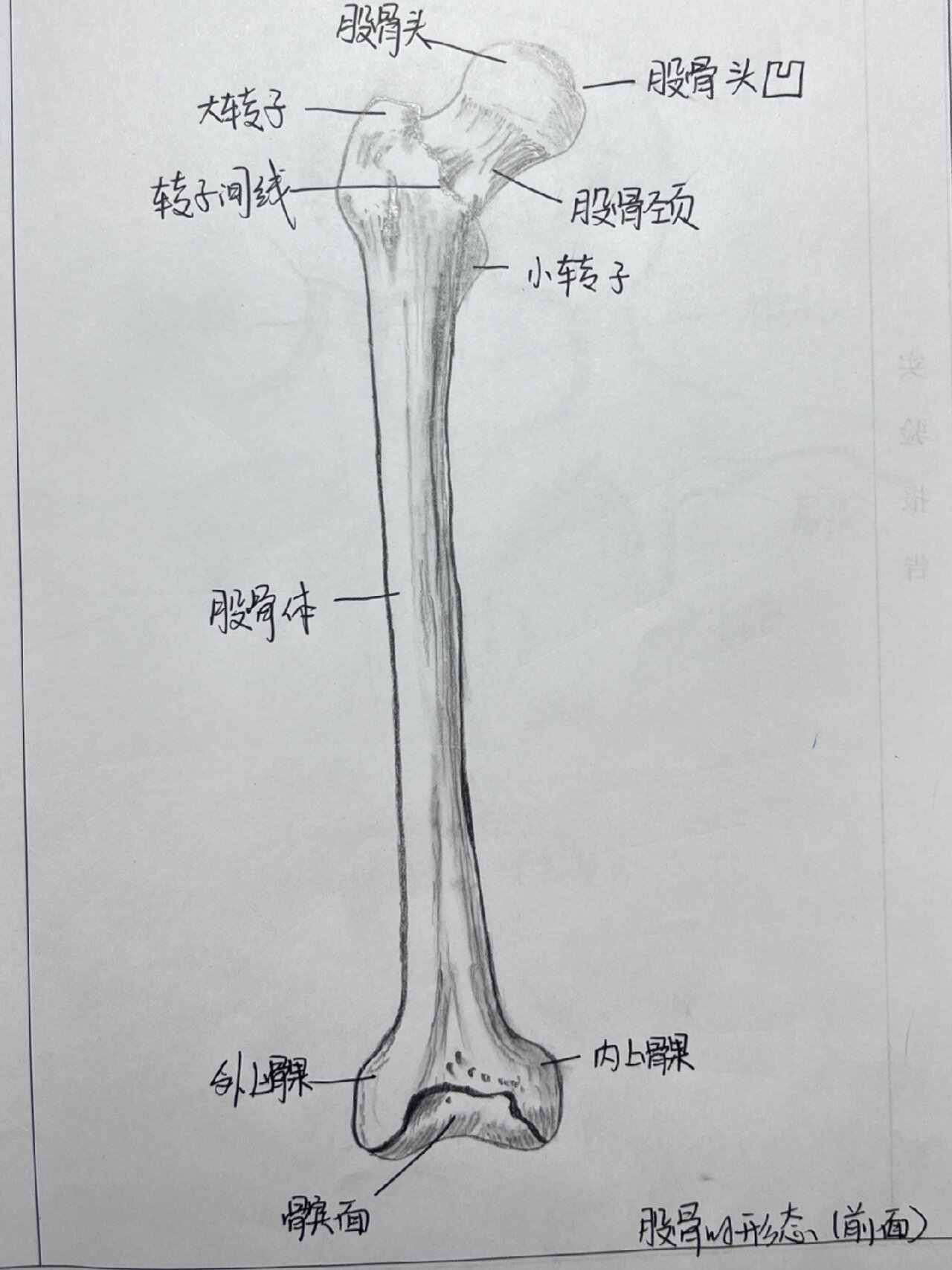 股骨 胸骨前面观