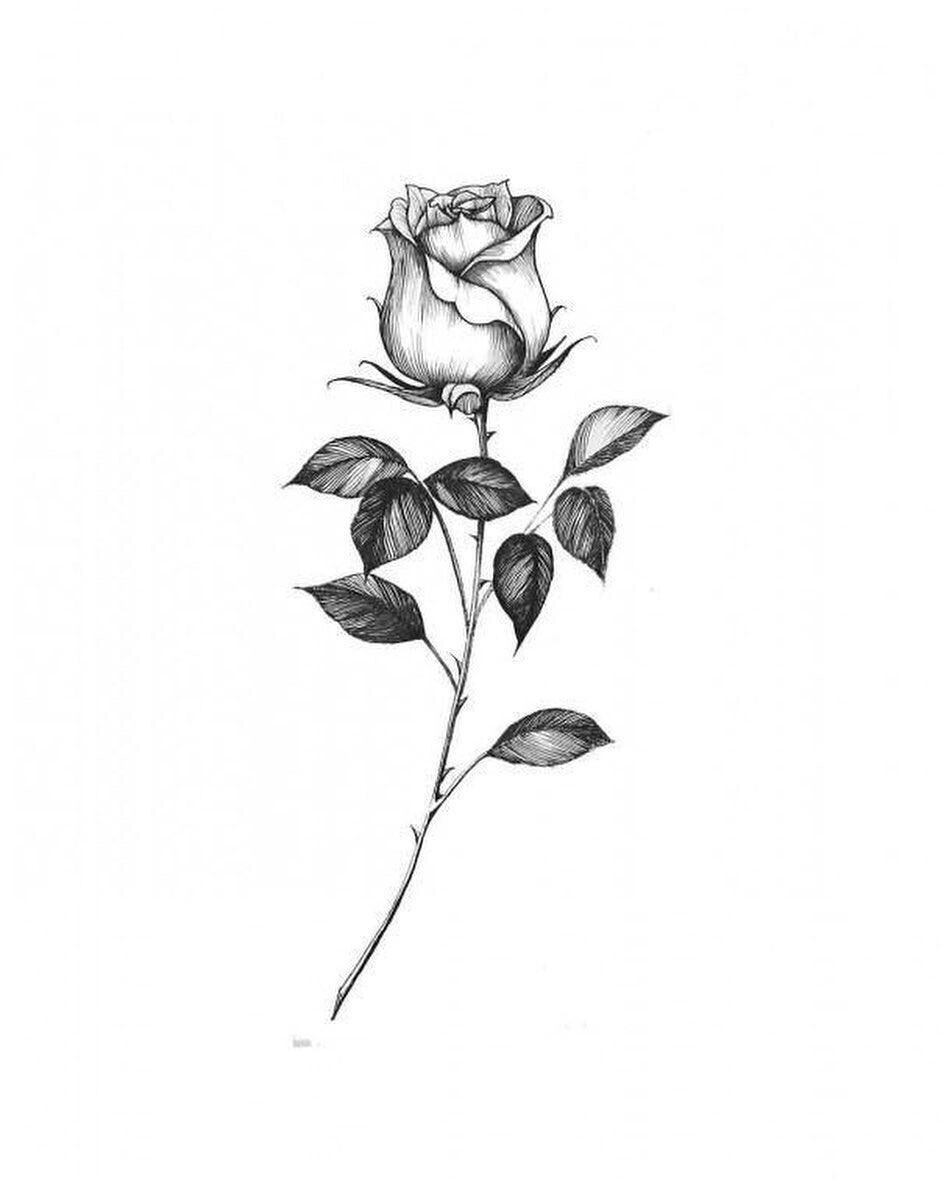 玫瑰花纹身手稿|泉州井刺青