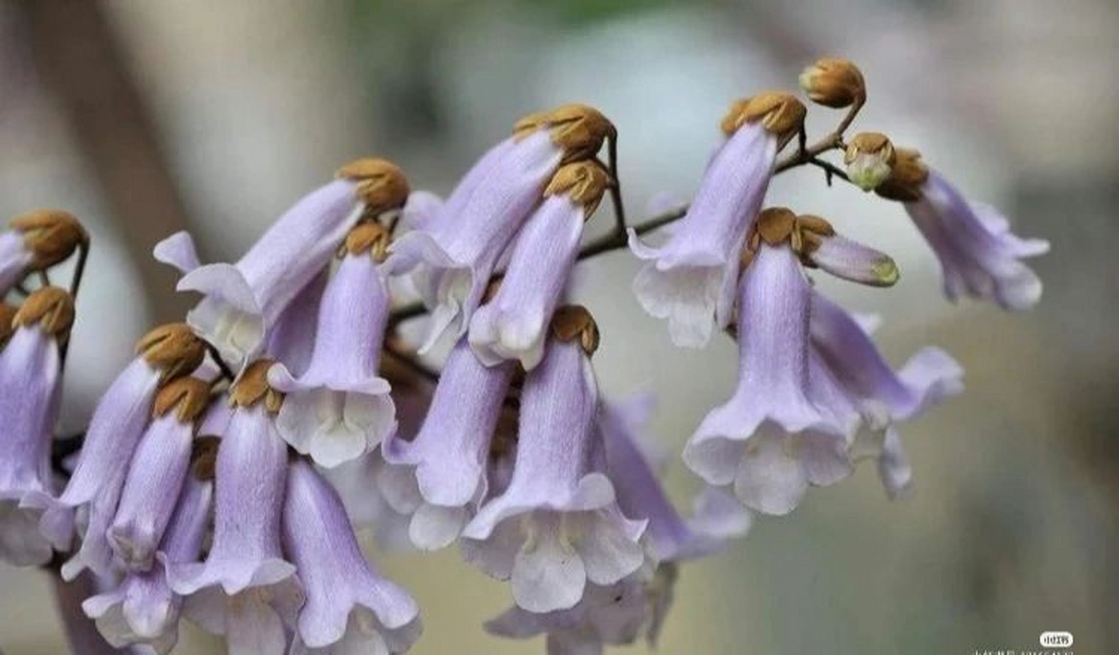 大家都认识这个花吧,梧桐花!