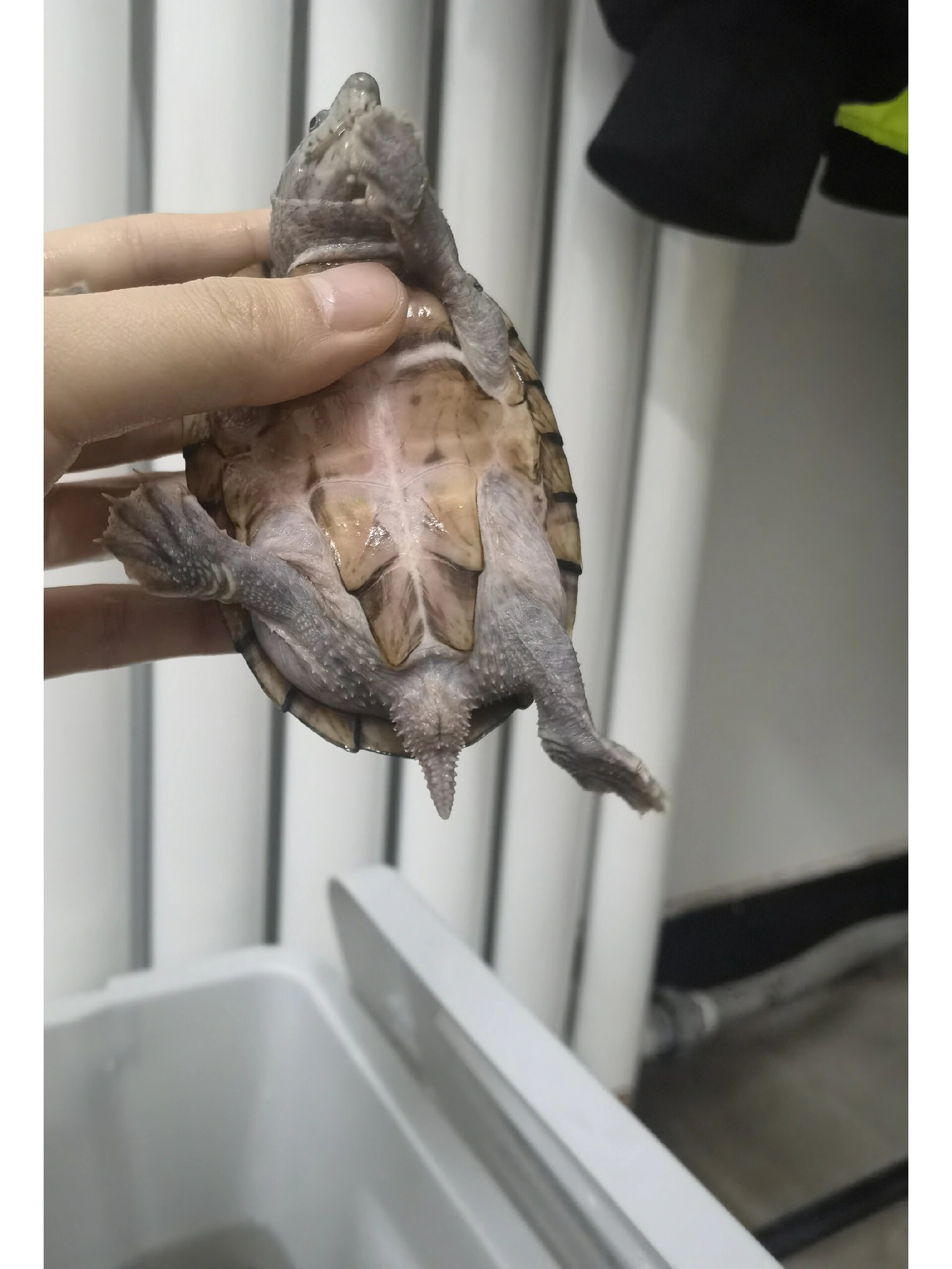 剃刀龟,求分公母