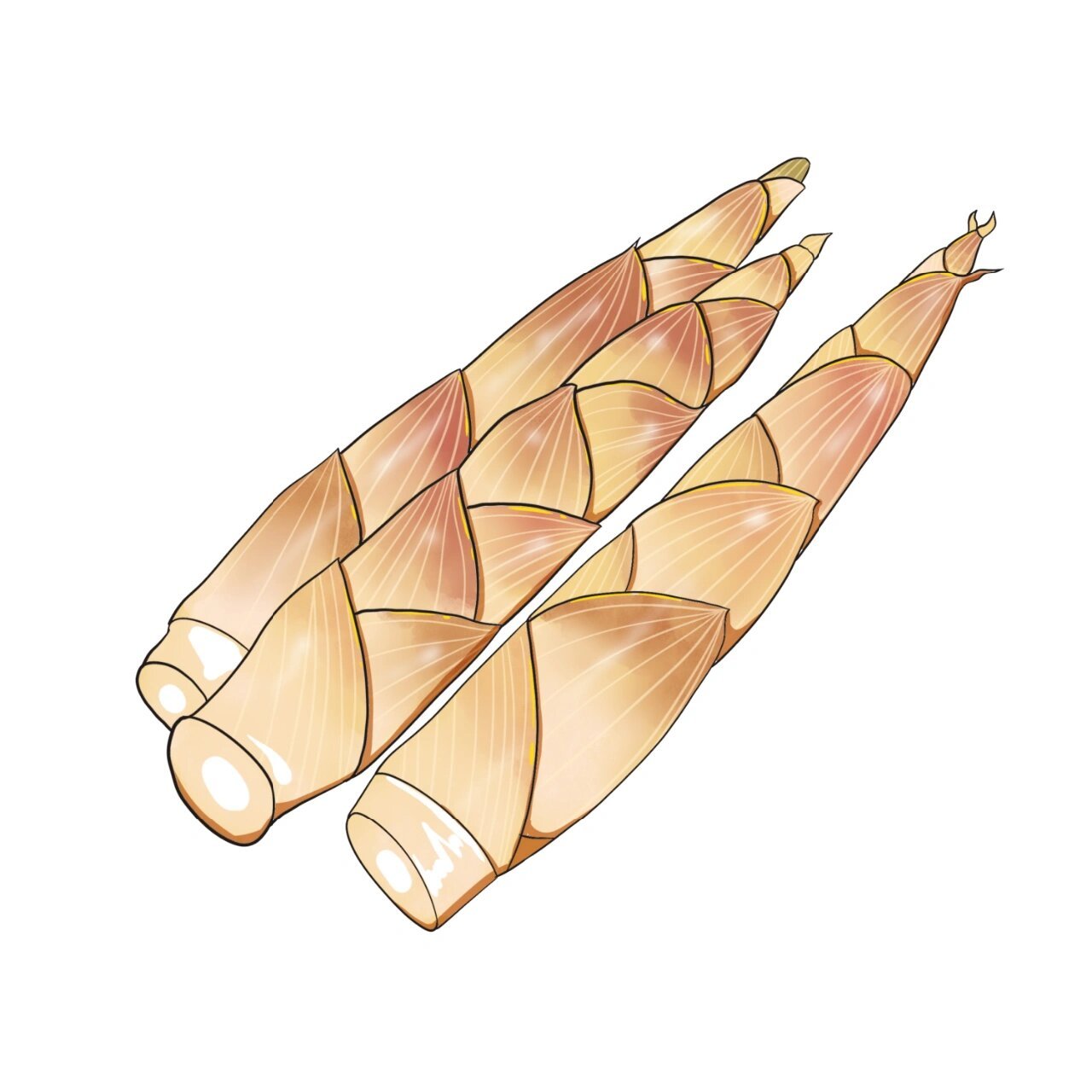 元素怎么能少了笋呢 99今天给大家分享的是一组手绘竹笋芦笋插画