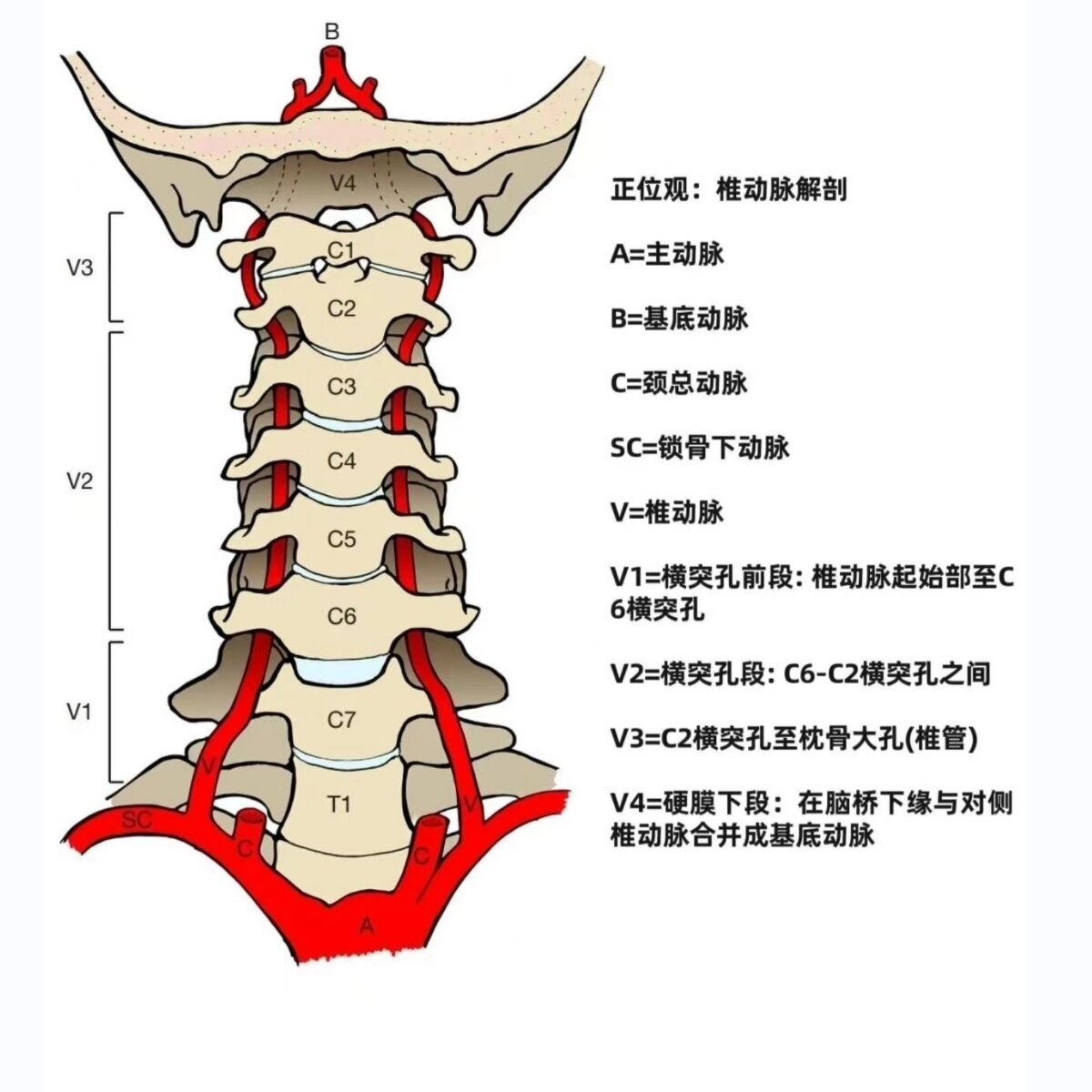 椎动脉cta解剖 根据椎动脉循经部位和行程