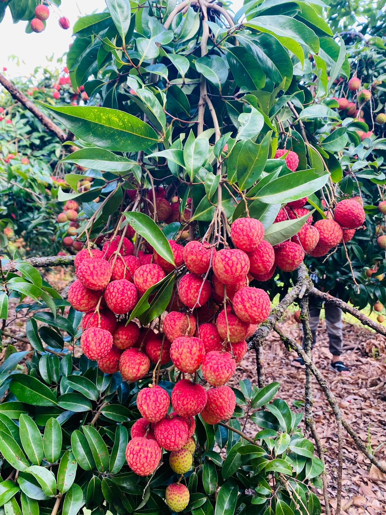 荔枝情人荔99颗颗都是7815形状 正宗广西桂平麻垌荔枝 | 从小