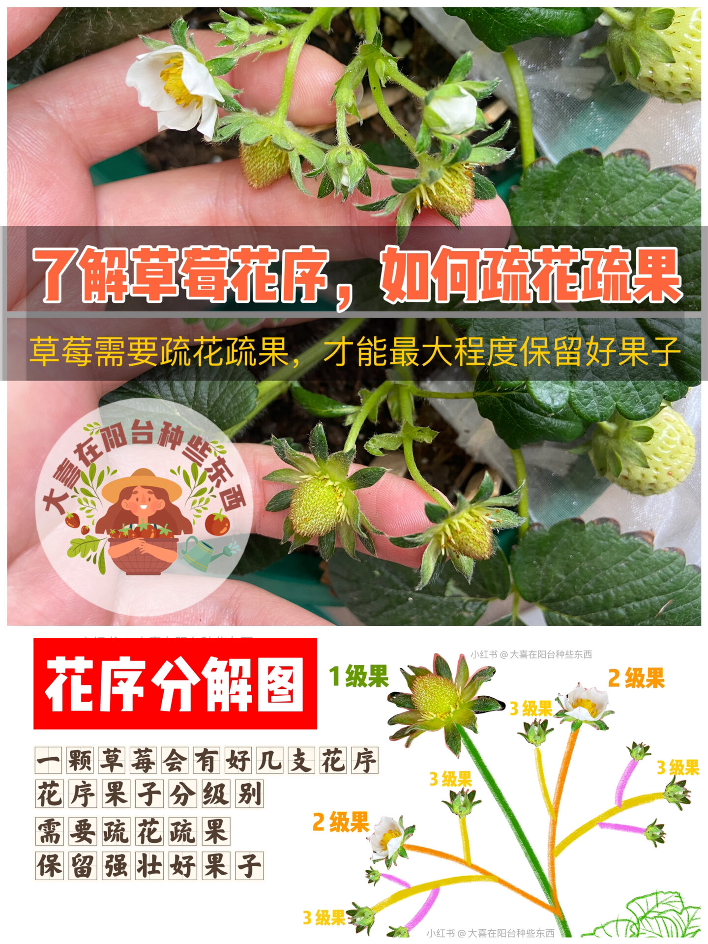 盆栽草莓种植,了解草莓花序,如何疏花疏果