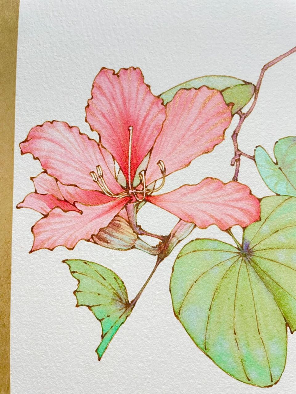 钢笔淡彩紫荆花～水彩花卉～内附线稿过程图～ 素材感谢 笔 英雄329