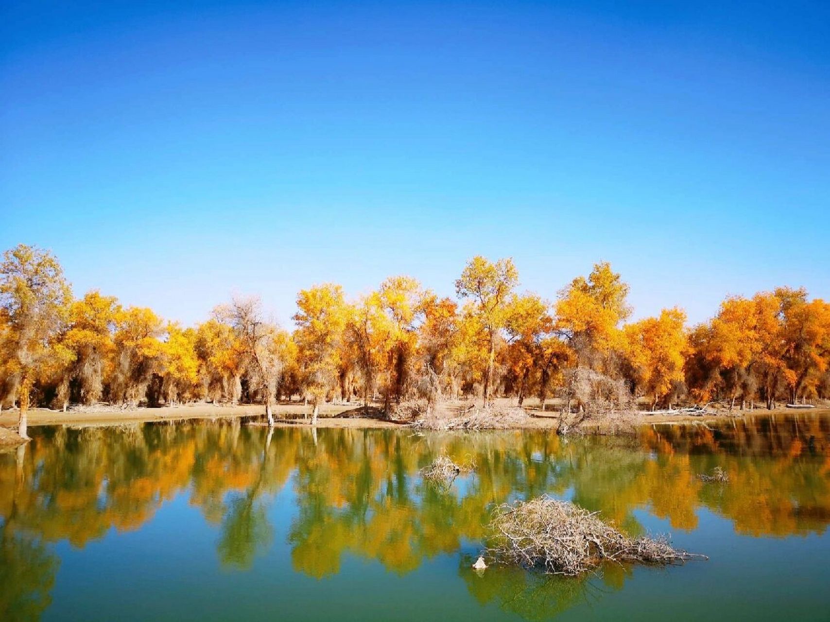 "三千年不倒,领尽瀚海大漠风骚…… 十月是新疆塔里木胡杨林最美的