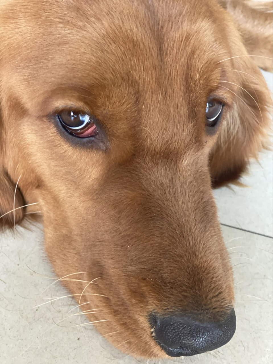 金毛下眼睑从小就红是什么情况?