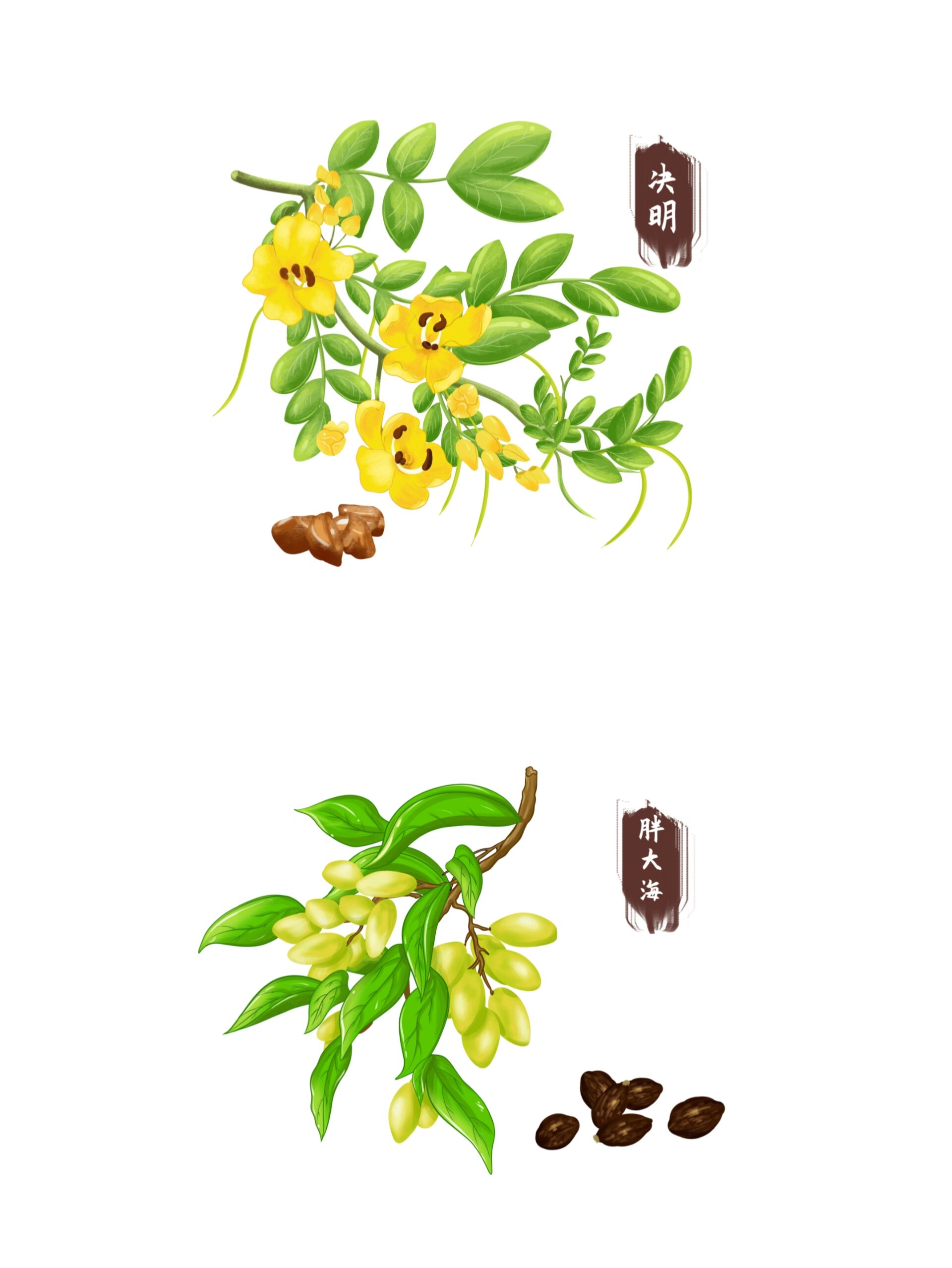 免扣中草药手绘素材 91【中草药】让你远离烦恼,重拾健康!