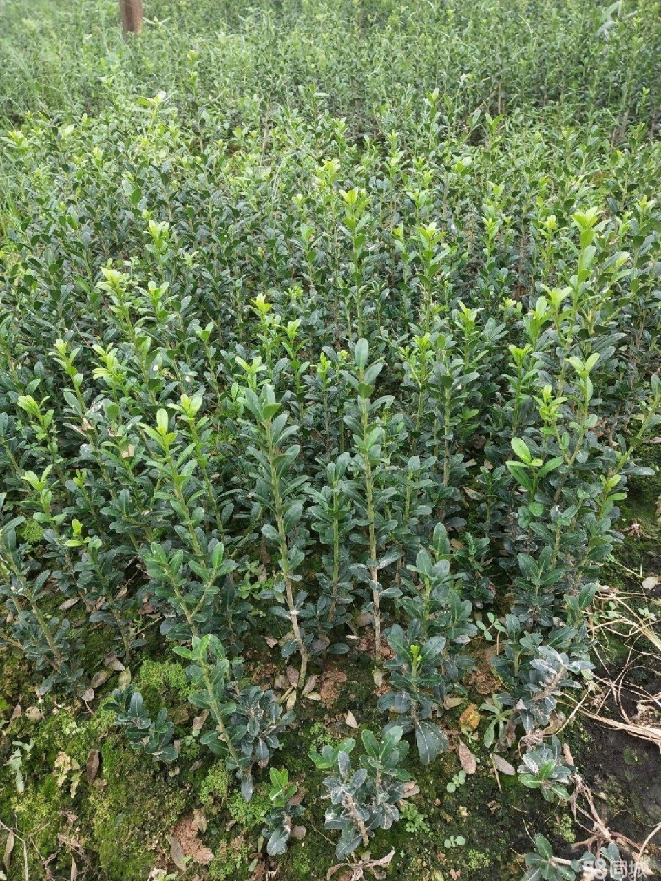 直立冬青,一年四季长青 直立冬青,一年四季长青!