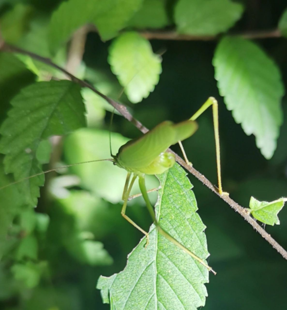 常见鸣虫之纺织娘 今年夏天第一次野采,没想到在市区也能捉到很多纺织