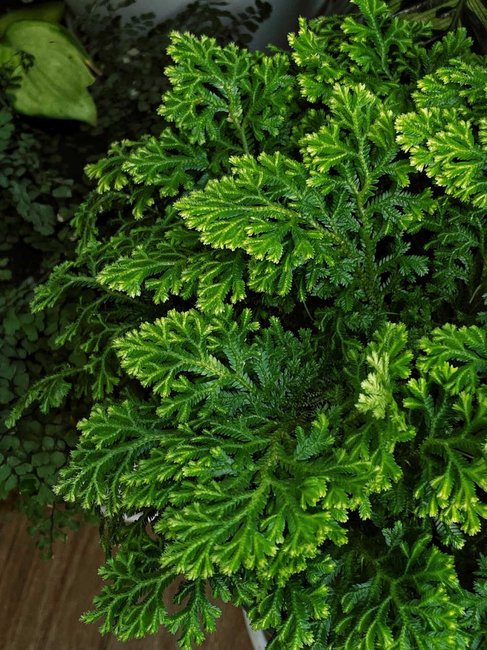 查无此物的植物:银边卷柏 银边卷柏:多年生蕨类植物,适宜于点缀假山