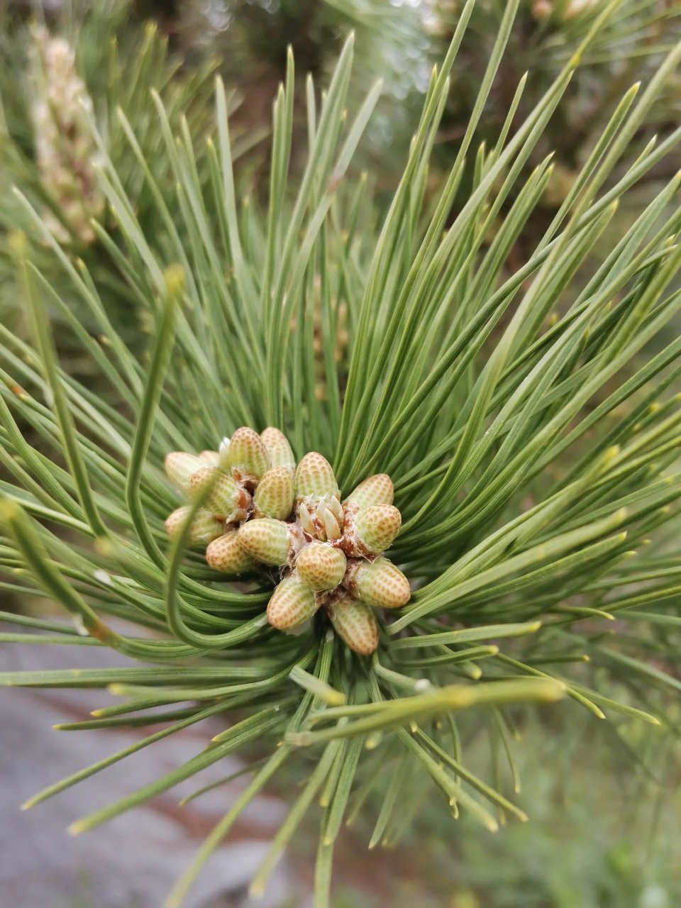 松花 松花粉,中药名.为松科植物马尾松油松或同属数种植物的干燥花粉.
