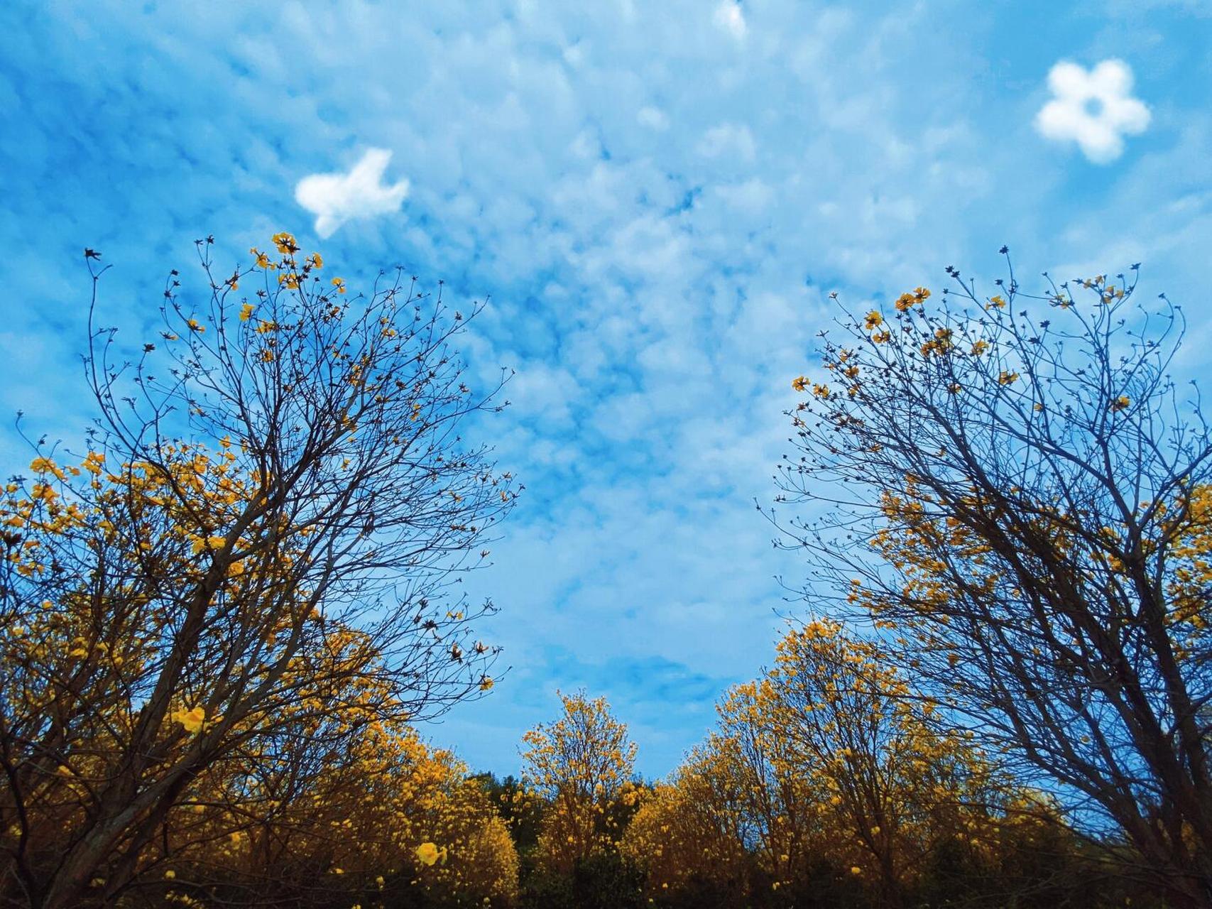 先开花后长叶的黄花风铃木,仅限这个季节独特的颜色.