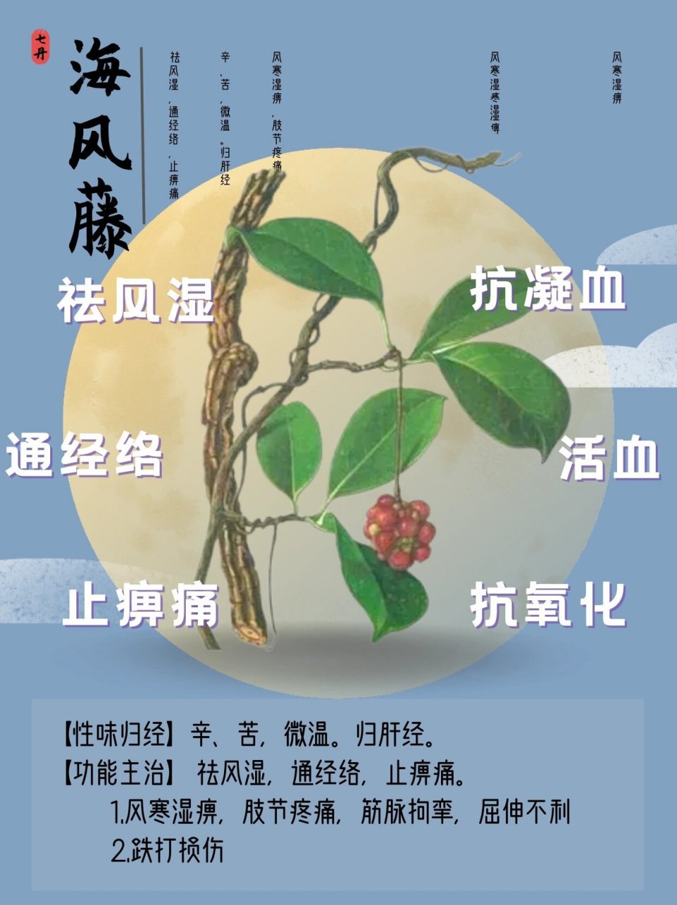 海风藤图片大全 植物图片