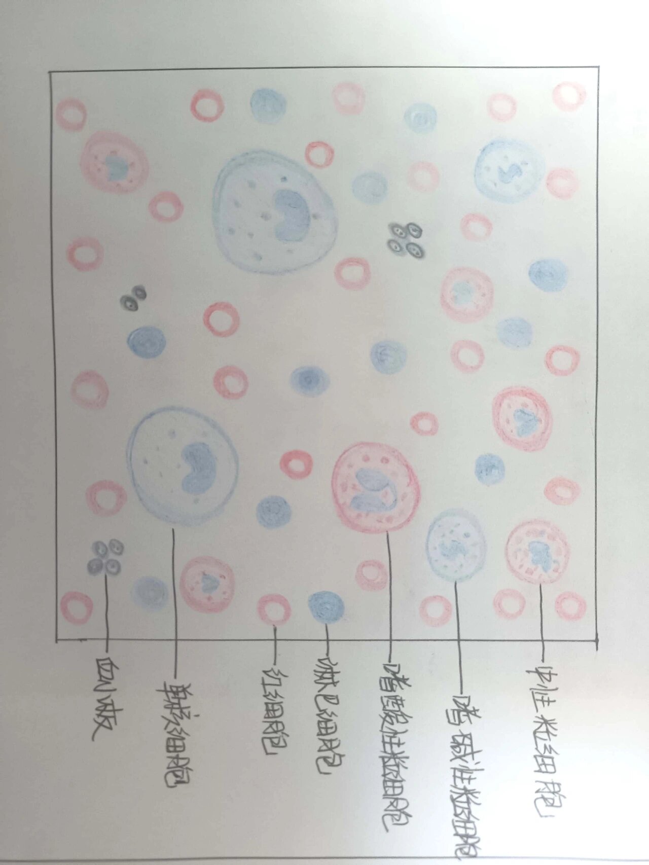 血细胞光镜结构图图片