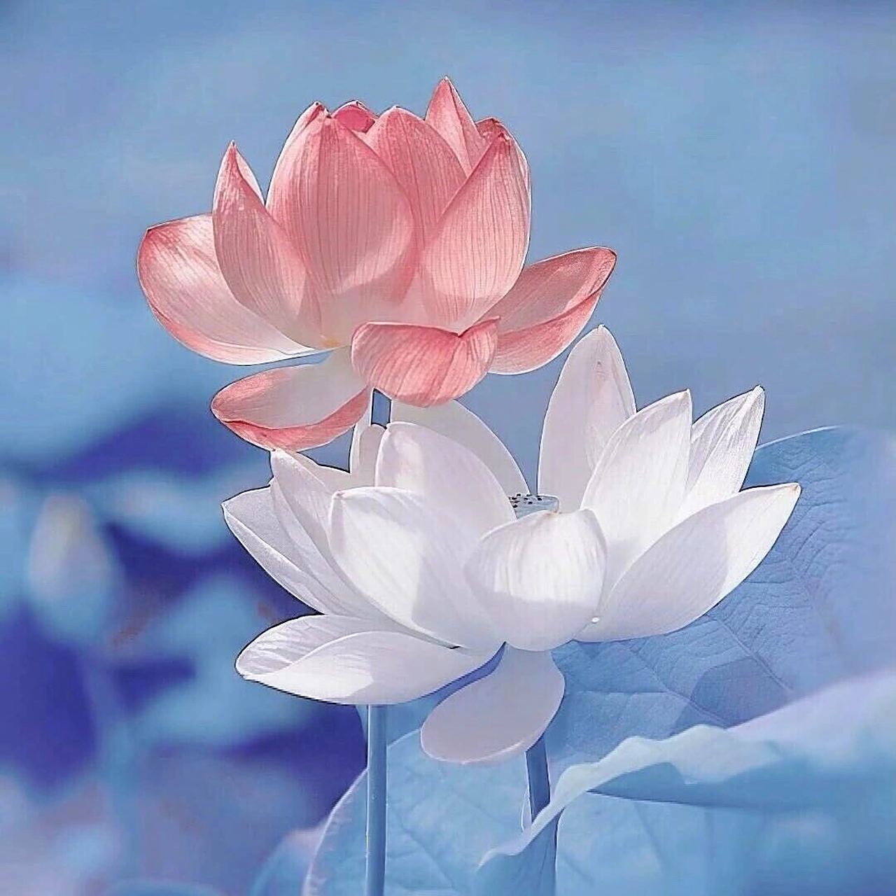 荷花头像来咯 想要清心寡欲吗   想要和长辈更进一步吗  想要和同龄人