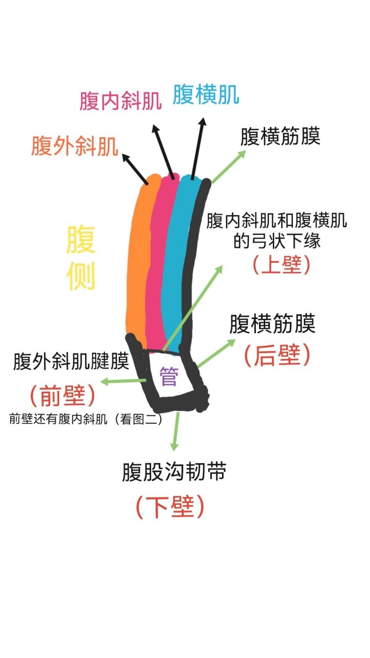 系统解剖学--腹股沟管   腹股沟管 为腹前外侧壁三层扁肌和腱之间的一