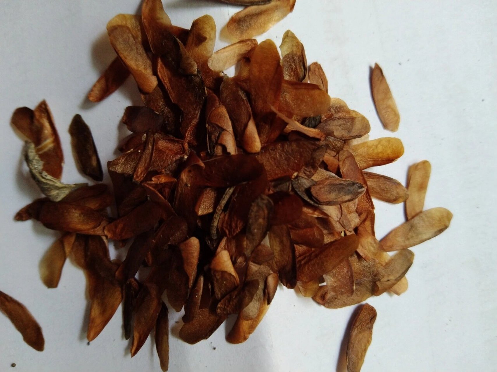 哪个是香椿种子?