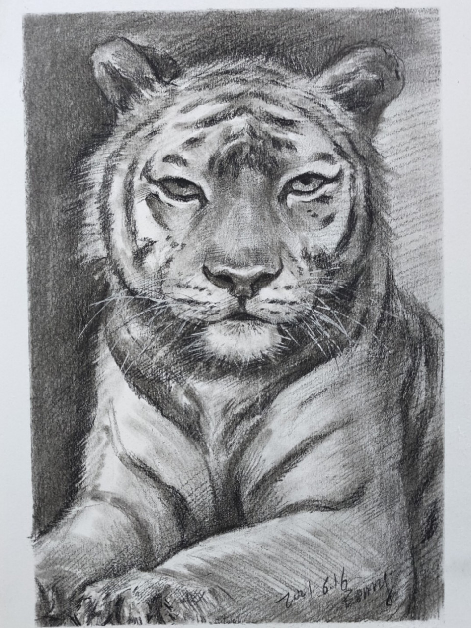 素描教程|老虎的详细绘画教程 使用工具:康颂素描纸,马利炭笔 绘画