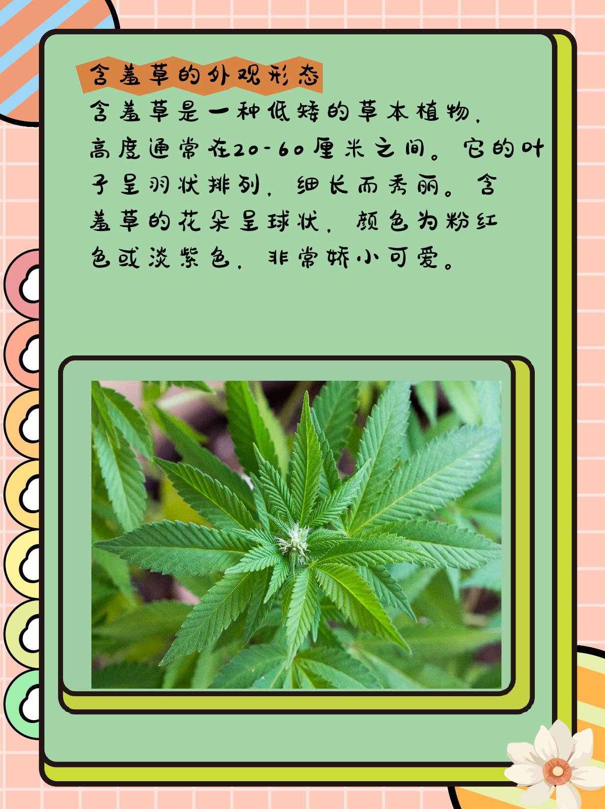 含羞草的样子介绍图片