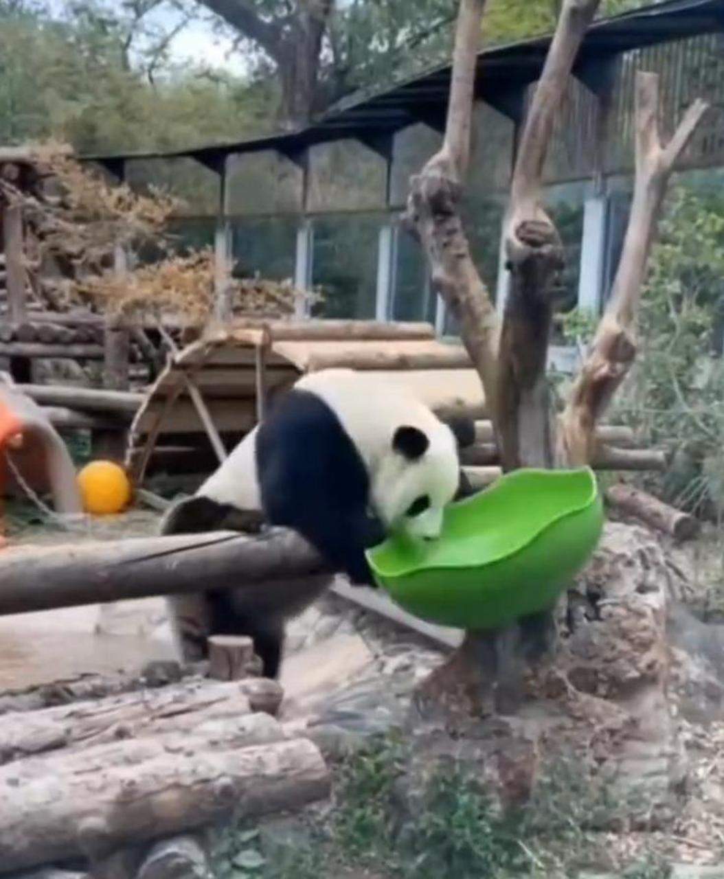 【票价值了!大熊猫萌兰用新玩具越狱又失败了】5月4日,北京动物园.