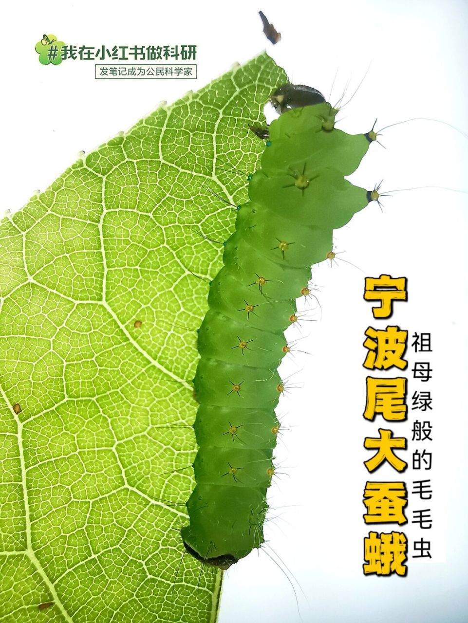 透亮祖母绿的宁波尾大蚕蛾幼虫 #我在小红书做科研# #城市生物图鉴