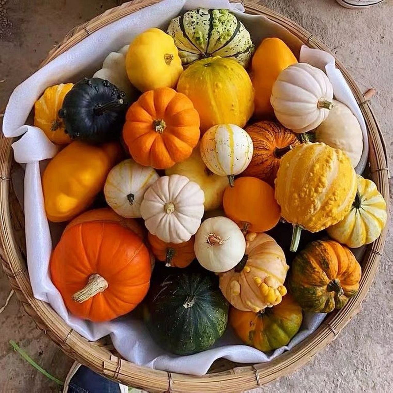 收集了好多好看的南瓜图片 好喜欢,但是买不到,超预算,图片来自网络