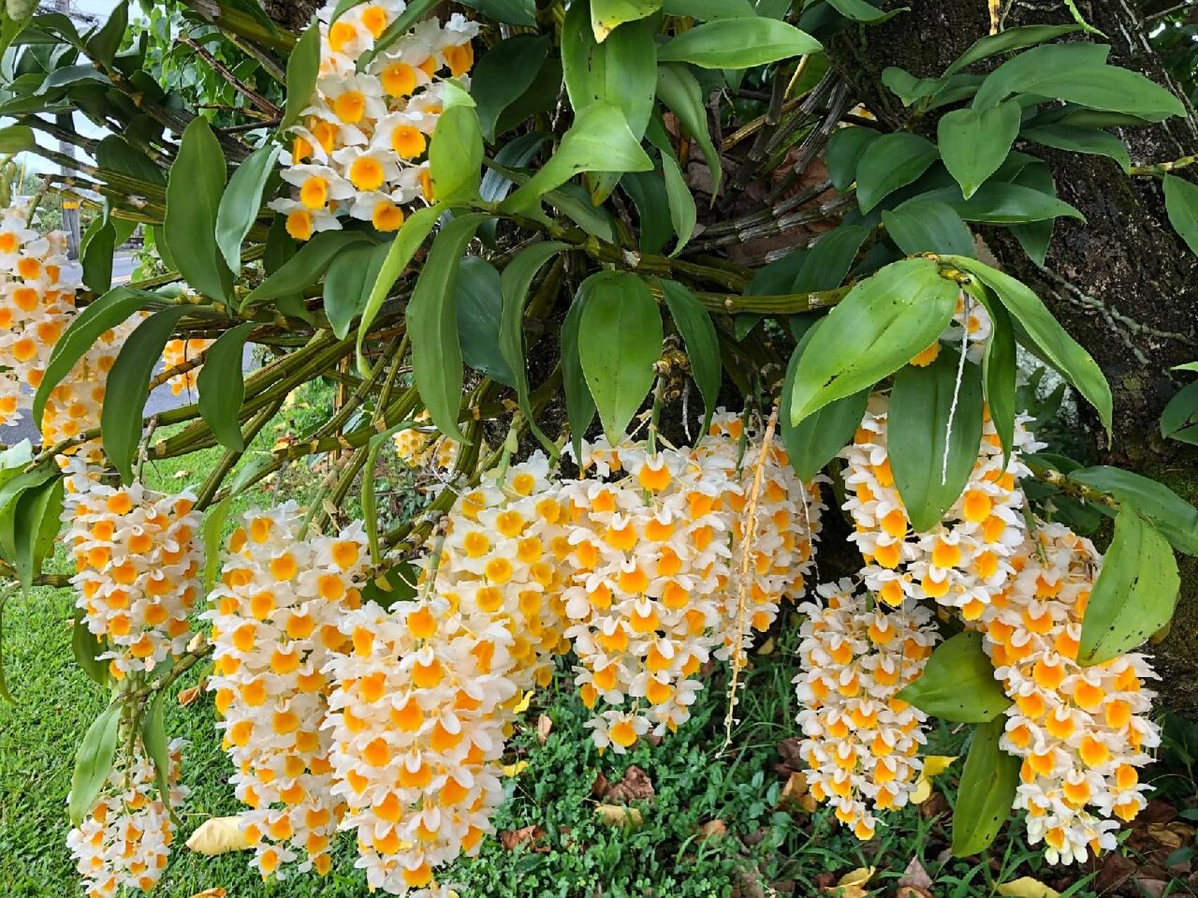 中国石斛兰鉴赏 83.球花石斛 83.球花石斛den.thyrsiflorum.