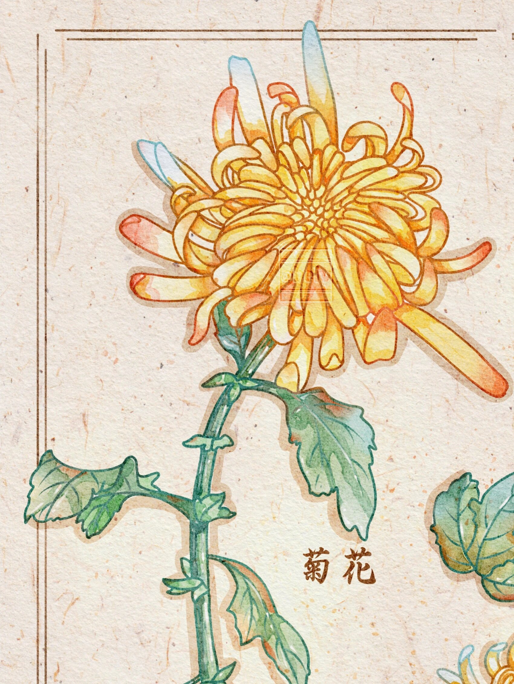【本草纲目】水彩手绘图鉴—菊花