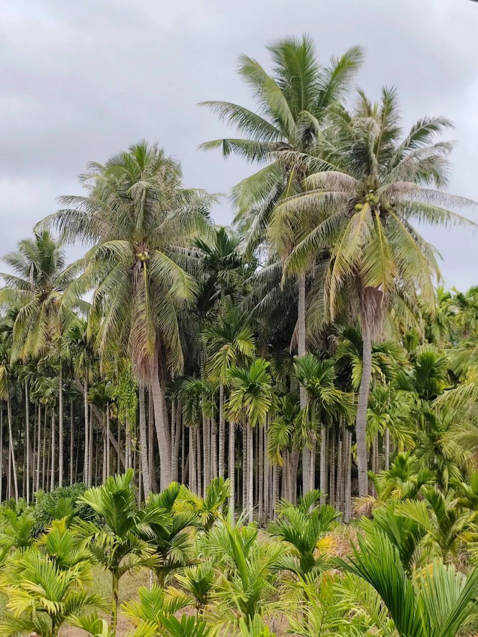 椰子树和槟榔树同框对比 高的是椰子树,矮的是槟榔,崖州那边田里拍到