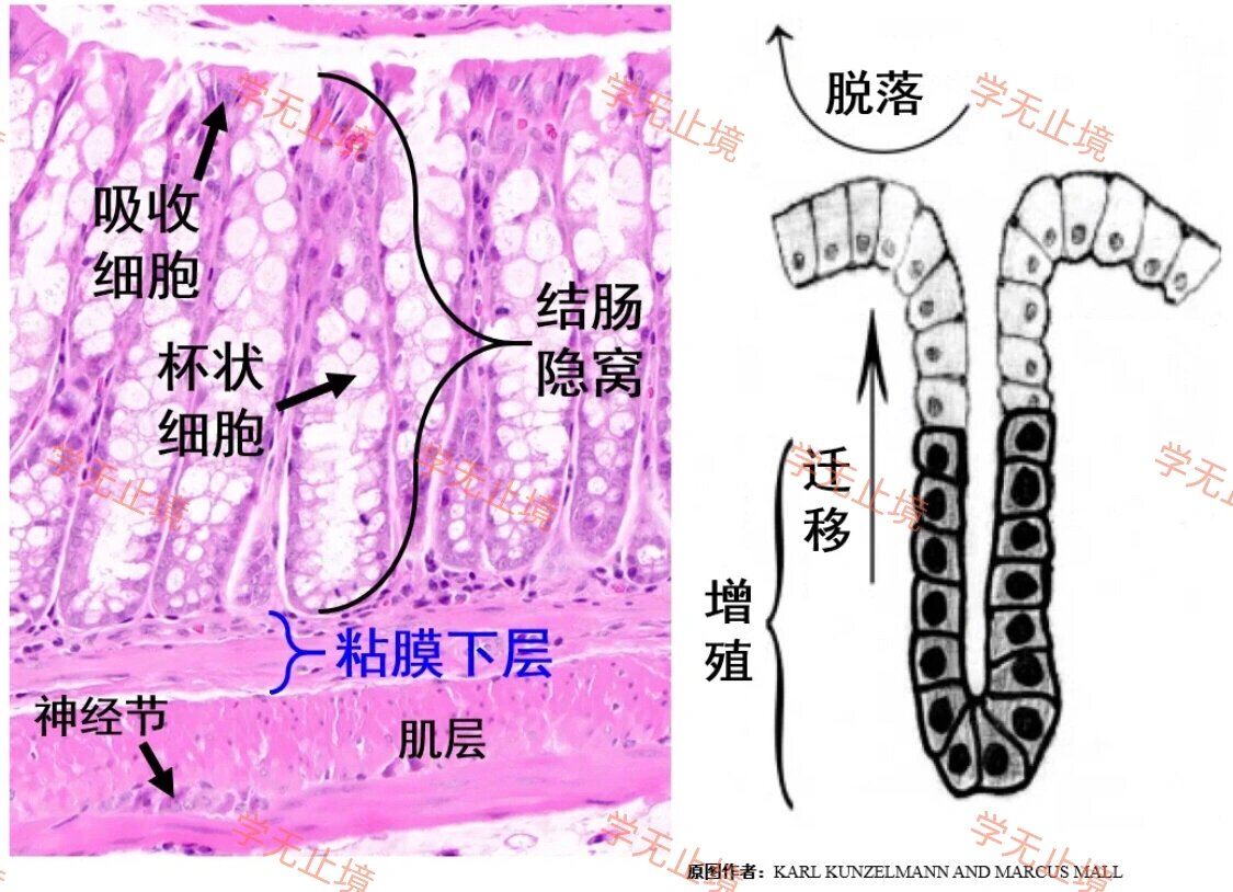 结肠分近端和远端