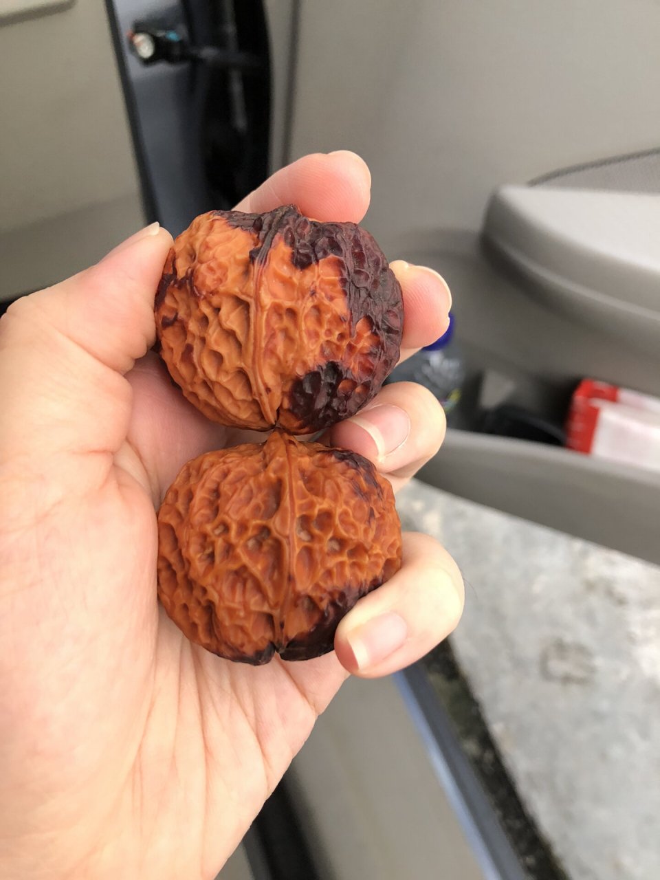 9890云南七彩铁核桃 它的名字叫佛陀雪莲,四个肩上有微微翘起