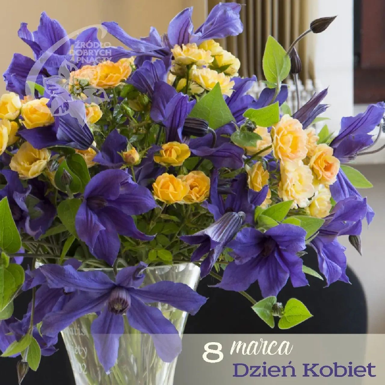 能当切花的铁线莲——幸福之鸟(高个全缘) 全缘铁线莲普遍个子矮,它算