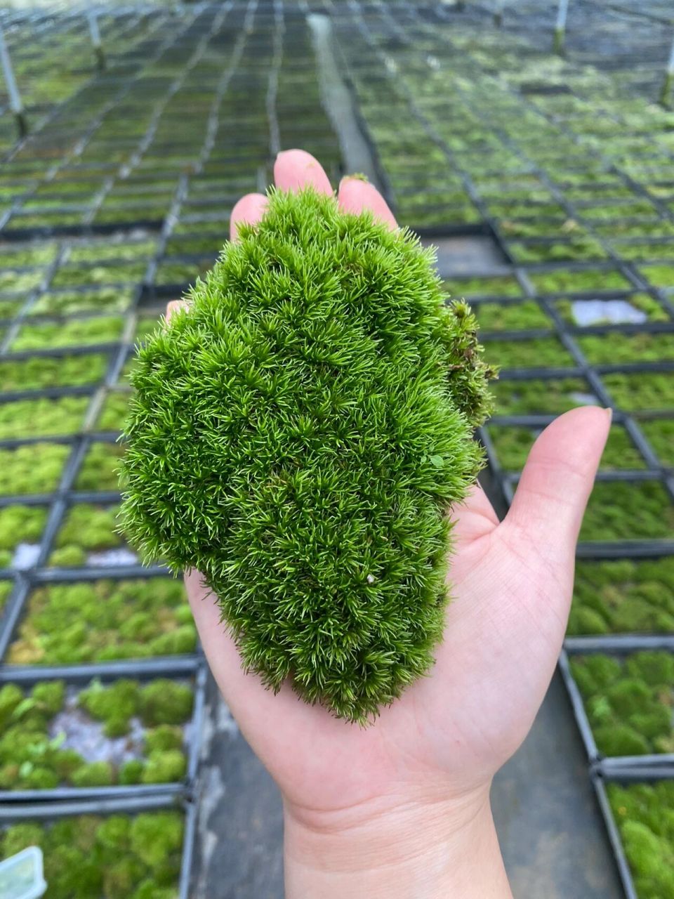 桧叶白发藓的养殖技巧和注意事项 白发藓作为苔藓造景主要素材,已经