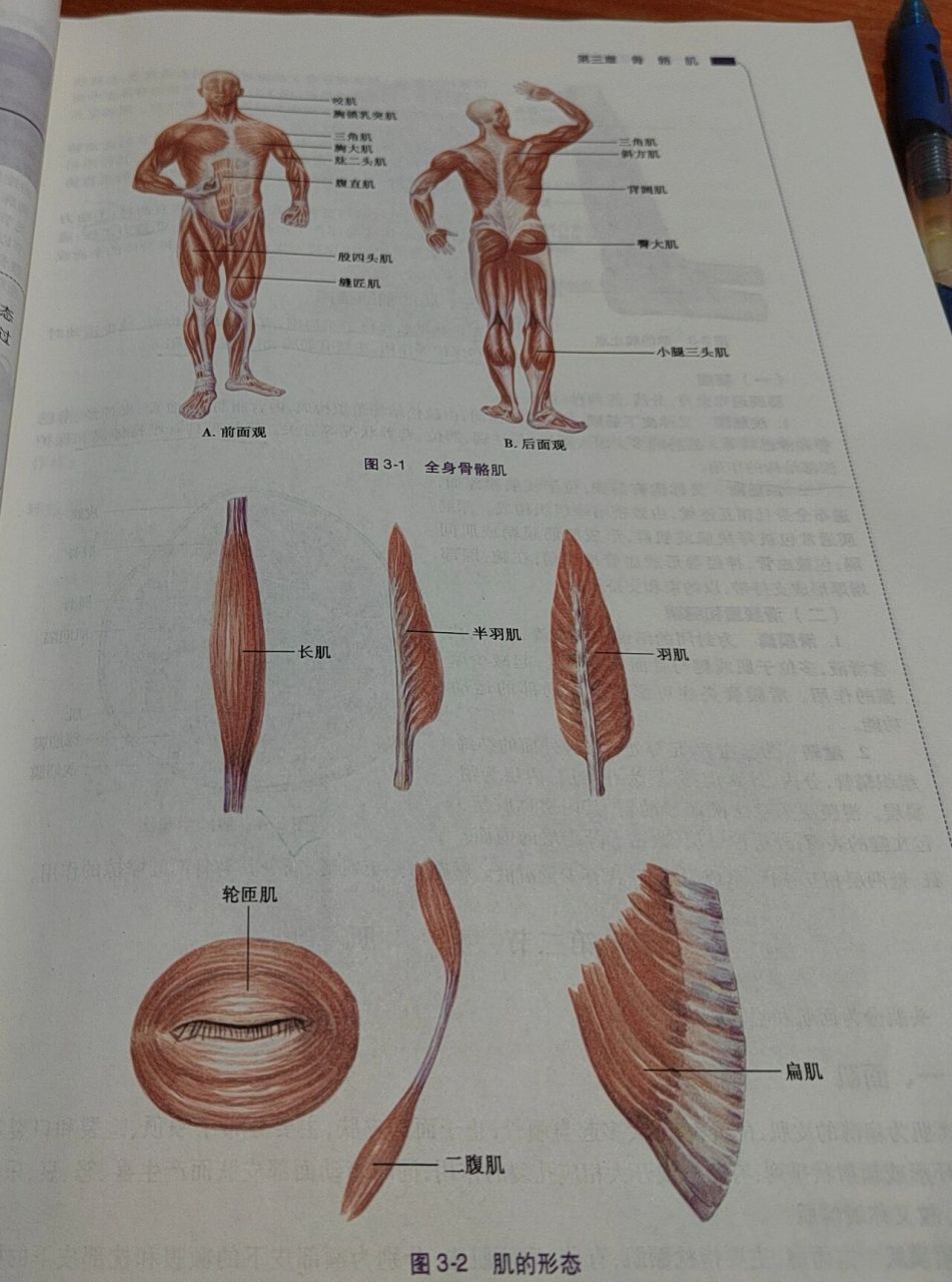 横纹肌解剖图图片