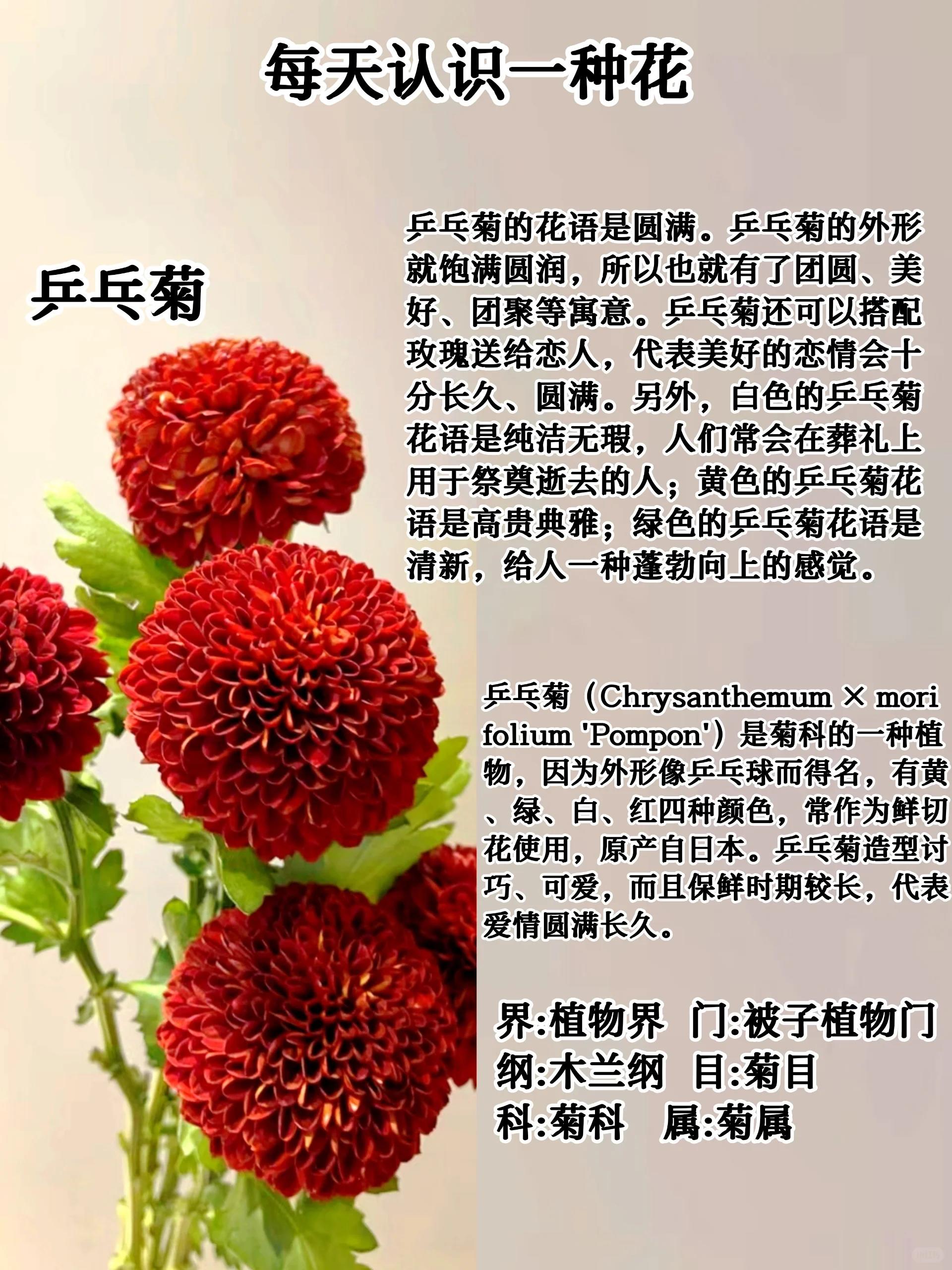 乒乓菊的特点图片