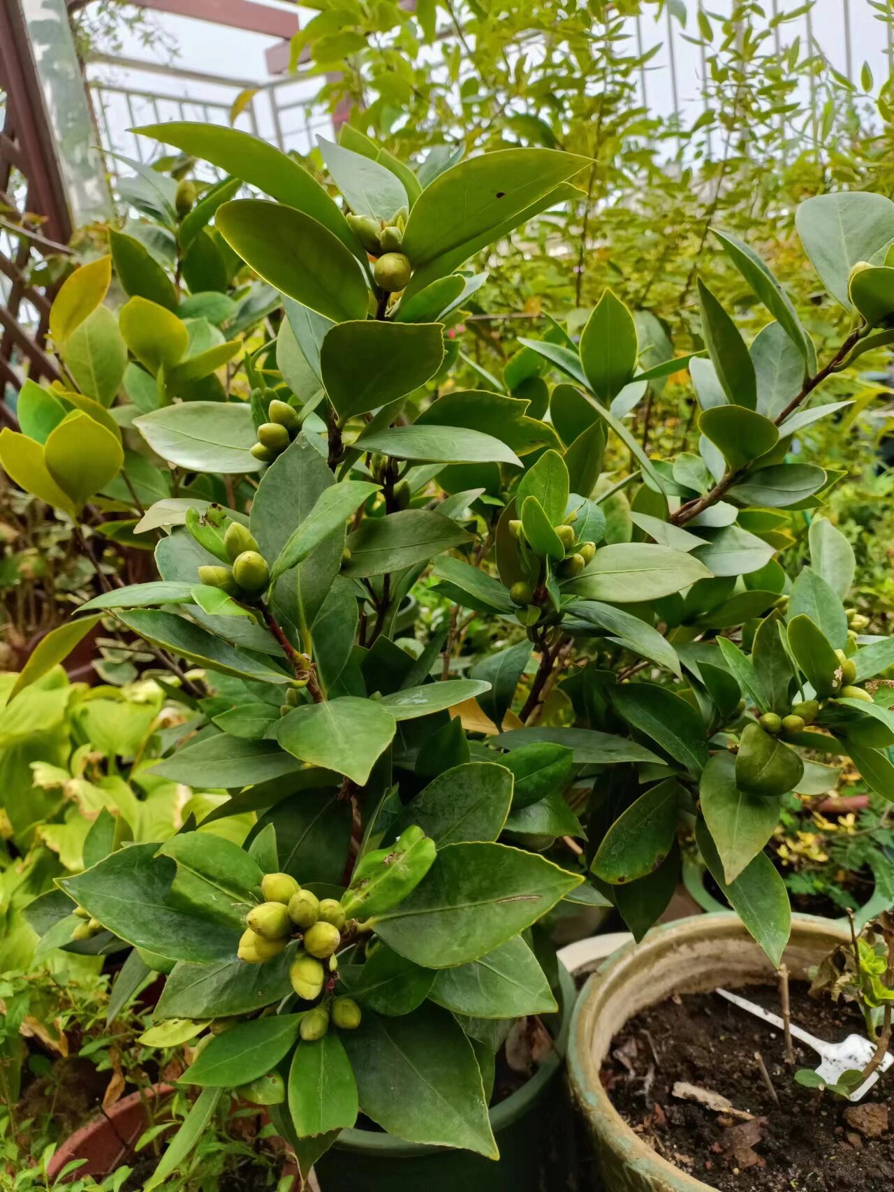 四季茶花怀金拖紫