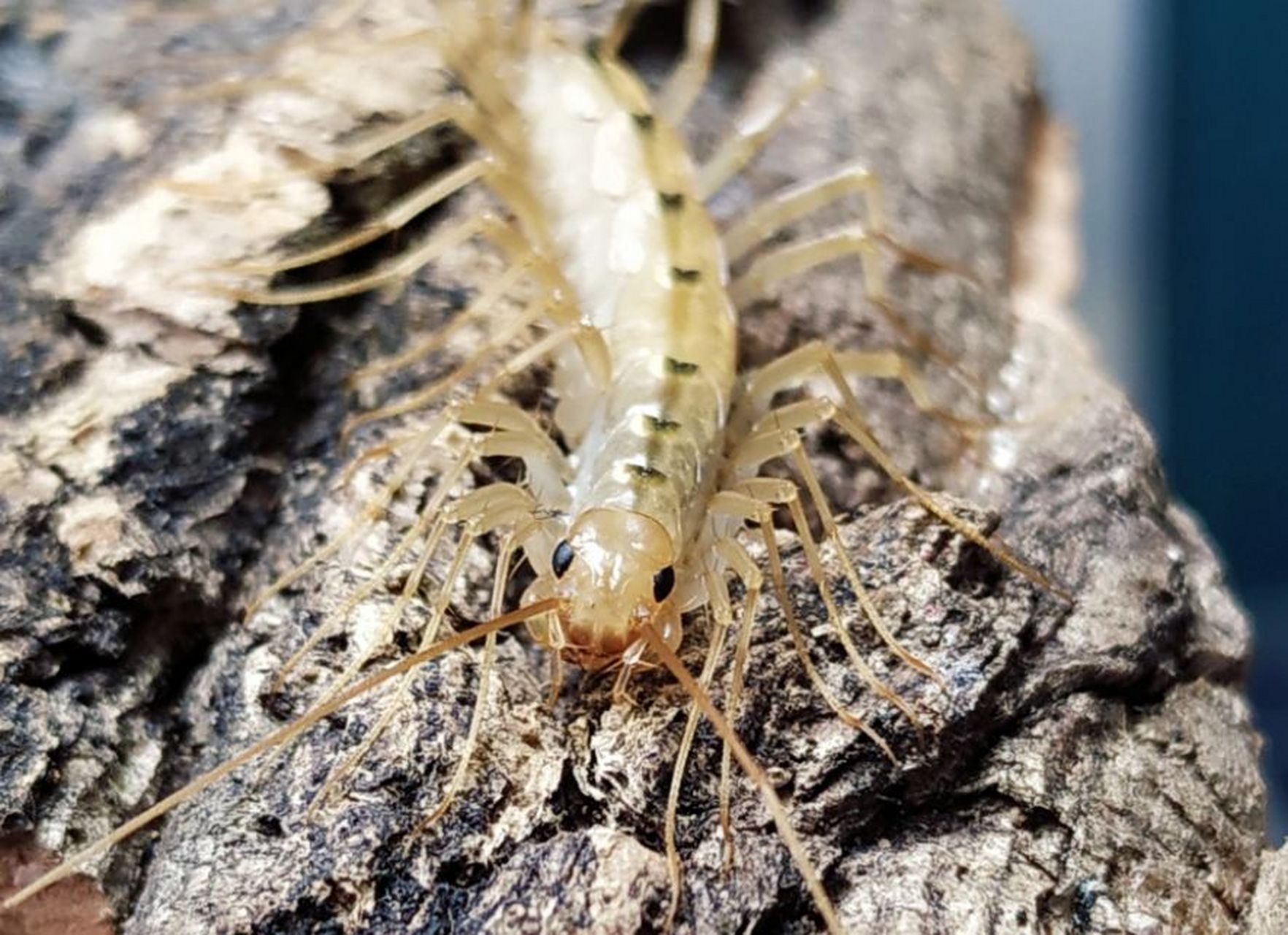 钱串子怎么杀 用什么杀虫剂药能灭蚰蜒 钱串子又称为" 蚰蜒"," 草鞋虫