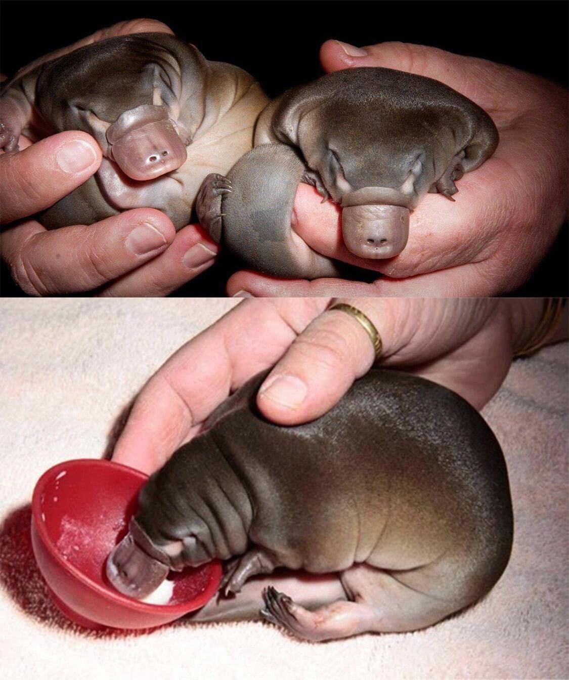 自然博物教育|神奇生物图鉴|鸭嘴兽