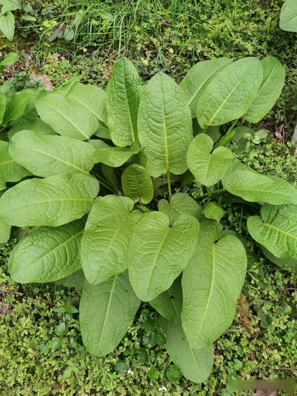 野菠菜图片