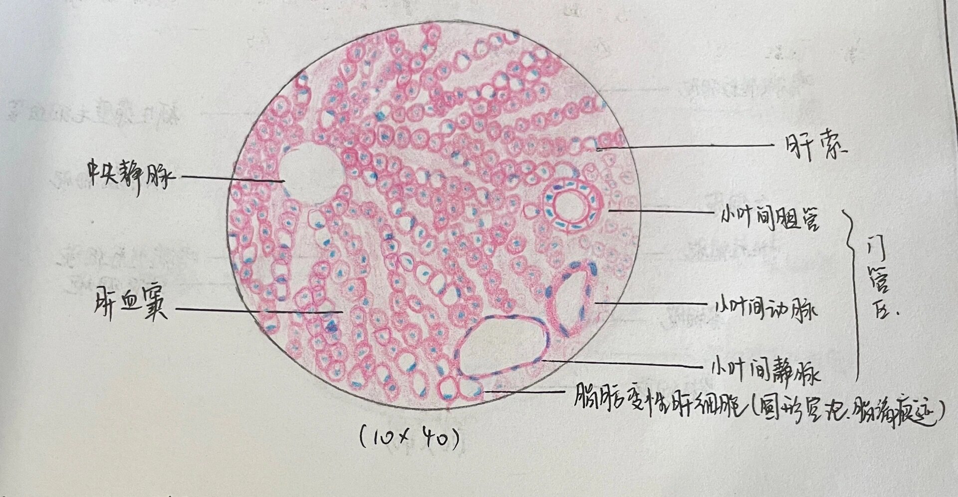 变移上皮绘画图片