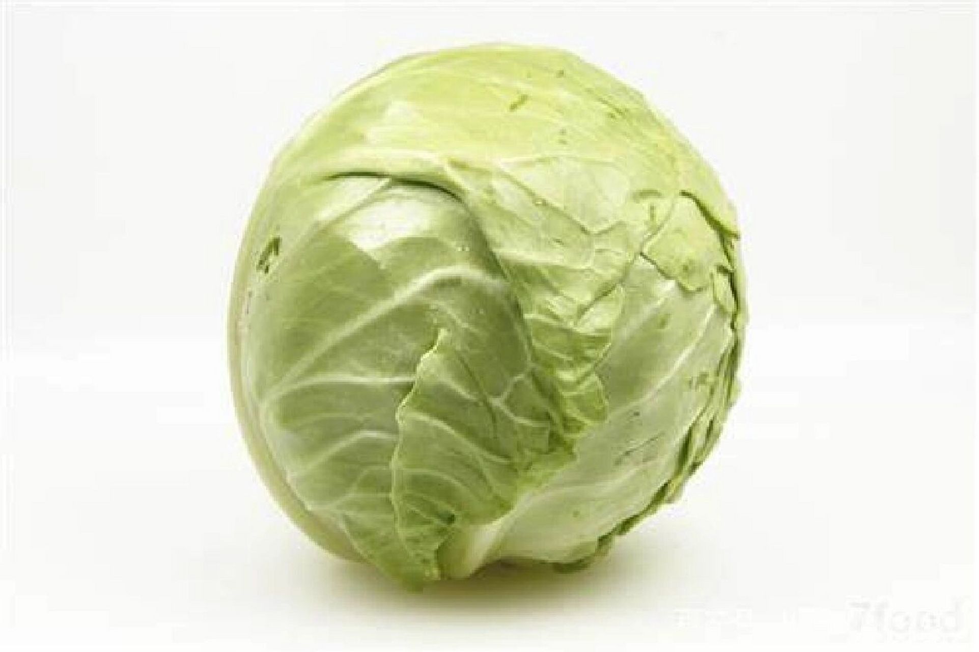 包菜的功效与作用及营养价值 包菜又叫做卷心菜,结球甘蓝,圆白菜,疙瘩