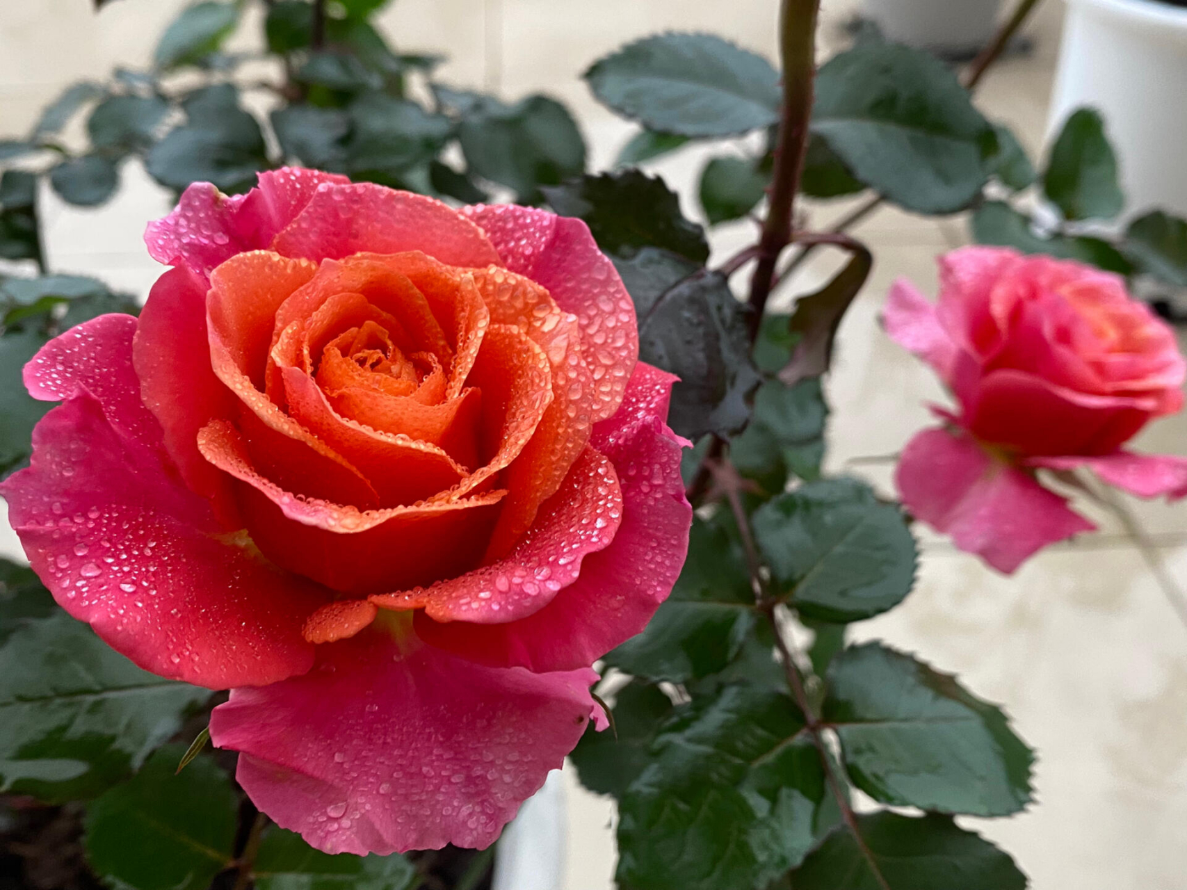 河本月季|辉煌 河本奶奶的色彩和花型总是很容易戳中我的心窝 辉煌