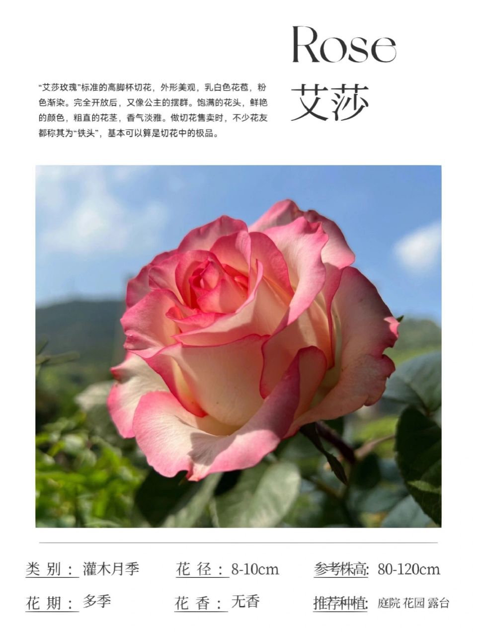 艾莎/爱莎:一款我比较喜欢的切花月季,大个头,花径8厘米左右,花色白红