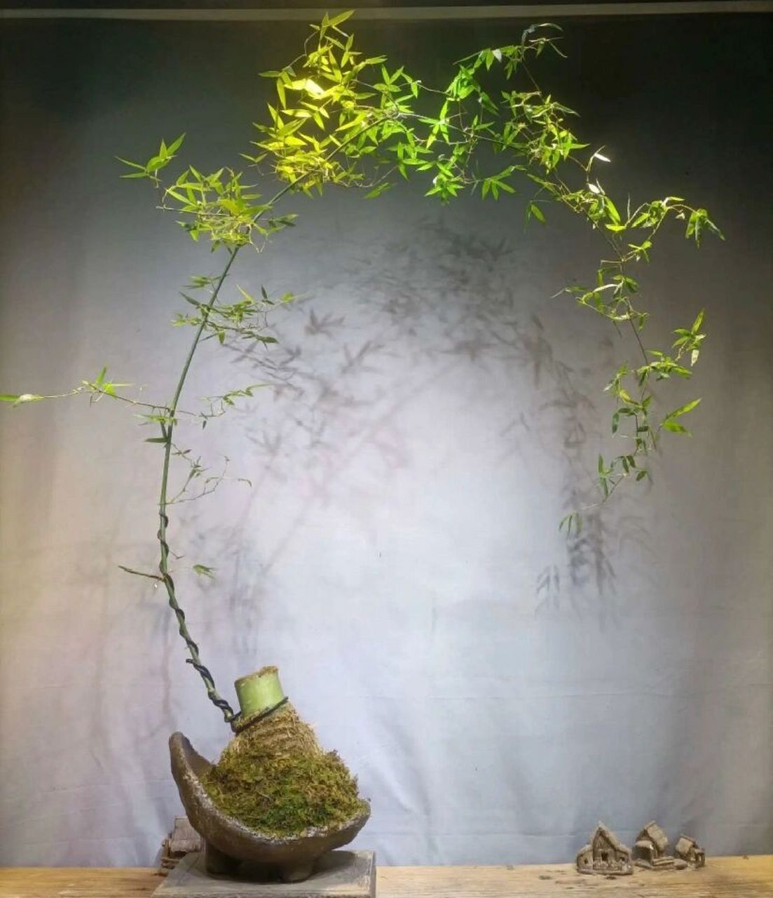 适合室内摆放的簕竹盆景,很好养